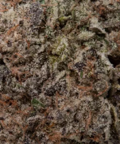 King Louis (AAAA/Craft)