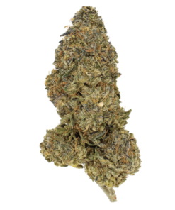 Ounce Deal: AA Great White Shark