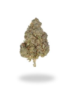 AA+ White Rhino