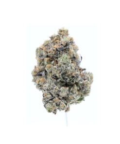 AAAA Gator Breath by Jungle Boys