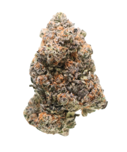 AAAA Gator Breath by Jungle Boys