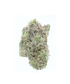 AAAA King Louie - Bulk