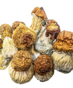 AAAA CODE BLUE Mushroom