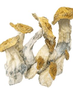 AAAA Makilla Gorilla