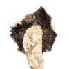 Mexican Cubensis Mushroom