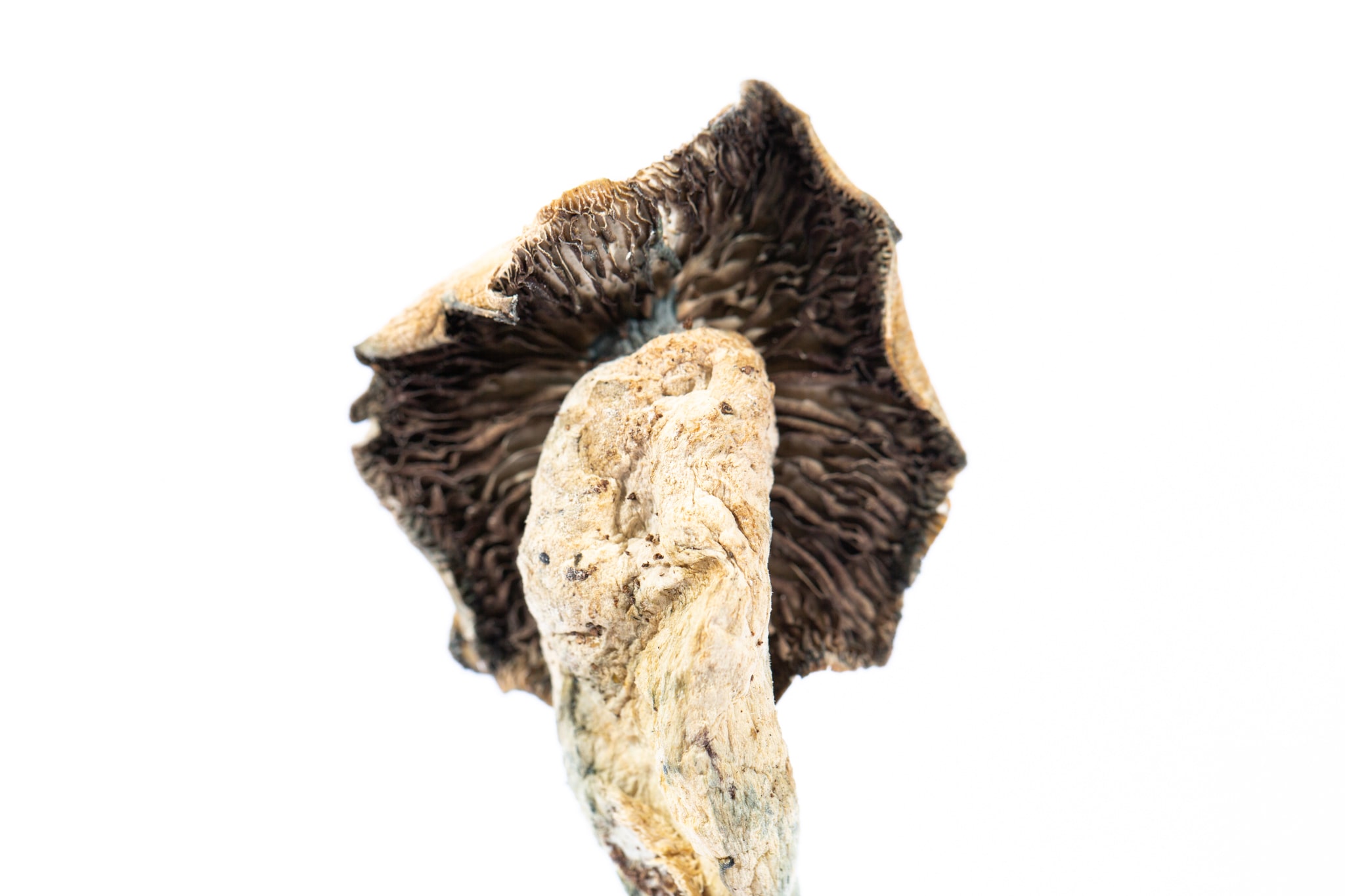Mexican Cubensis Mushroom
