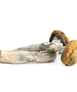 AAAA Tidal Wave Mushroom