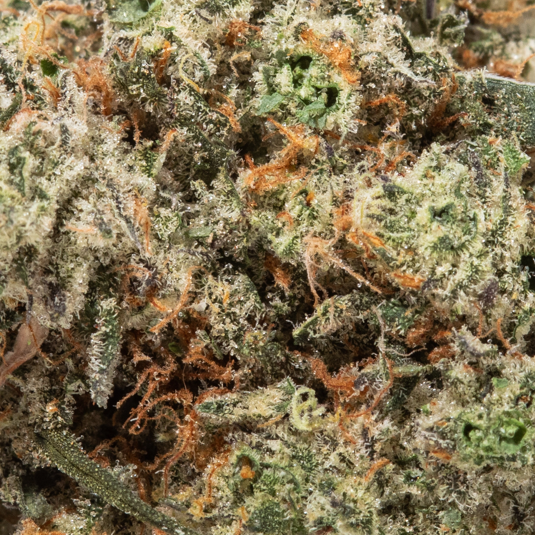 Bruce Banner (AAAA)