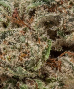 Purple Panty Dropper (AAAA/Popcorn)