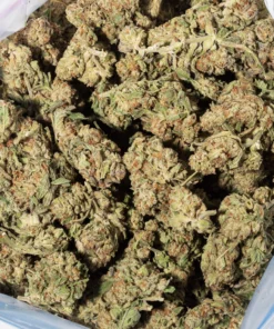 Citrus Tsunami (AA+)