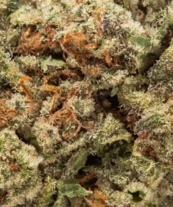 Citrus Tsunami (AA+)