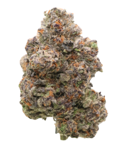 AAAA Jack Herer : 🏆 Cup Winning Sativa | LSO