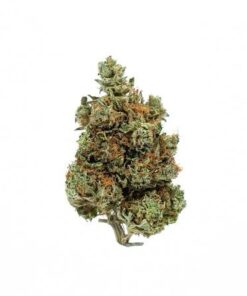 AA Grand Daddy Purple