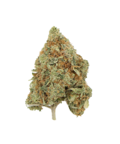 AA Og Shark