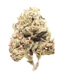 AA Marley's Collie (Bob Marley's Choice)