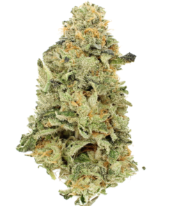 AAA+ MK Ultra